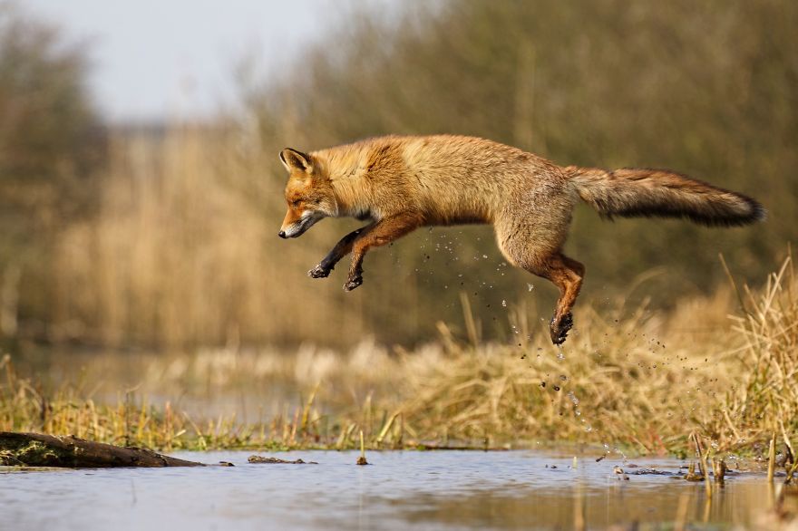 Οι αλεπούδες των Κάτω Χωρών - Εικόνα 16