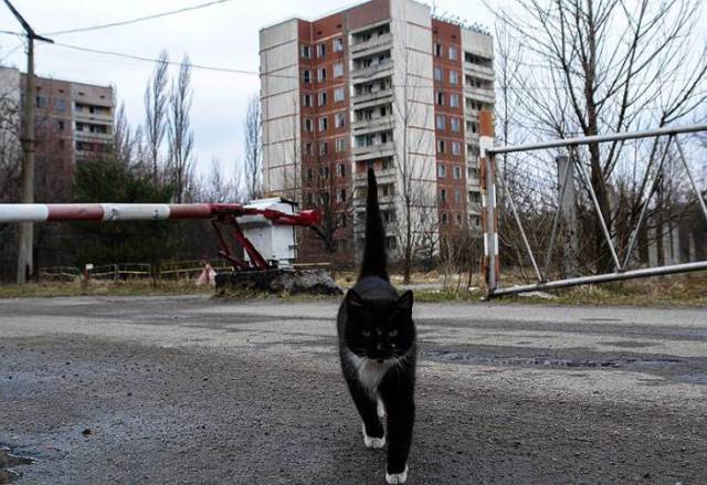 Τα ζώα του Chernobyl... - Εικόνα 14