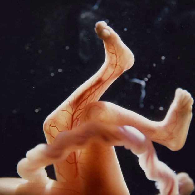 10 Φανταστικές εικόνες που δείχνουν τα στάδια εξέλιξης ενός εμβρύου - Εικόνα 4