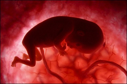 10 Φανταστικές εικόνες που δείχνουν τα στάδια εξέλιξης ενός εμβρύου - Εικόνα 5