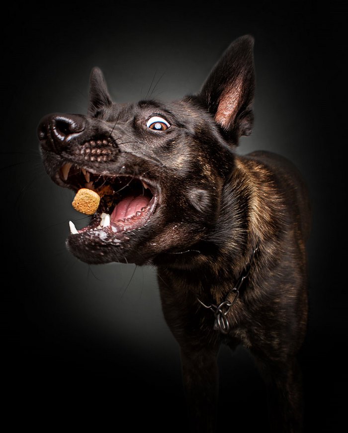 Φωτογράφος απαθανατίζει τις ξεκαρδιστικές γκριμάτσες σκύλων την στιγμή που πιάνουν λιχουδιές στον αέρα - Εικόνα 0