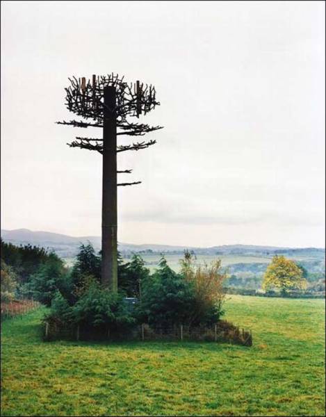 Νομίζετε ότι πρόκειται για δέντρο Για ρίξτε μια πιο προσεκτική ματιά - Εικόνα 16