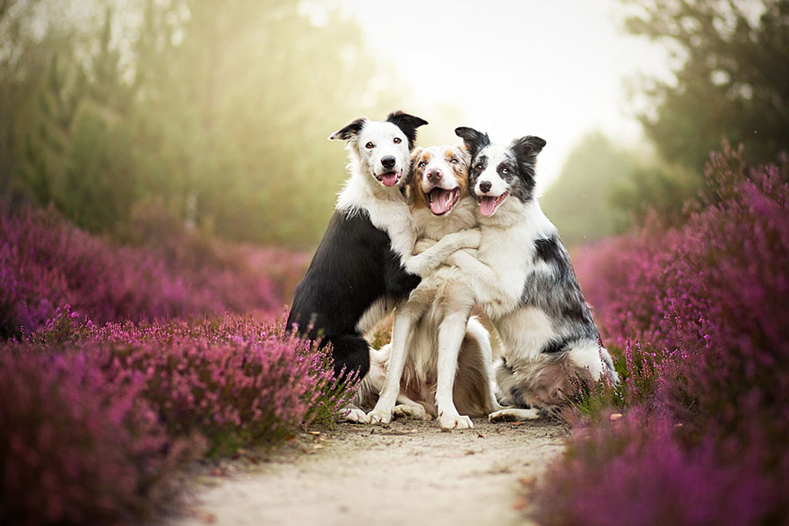 Οι πιο όμορφες φωτογραφίες σκύλων που έχετε δει !!! - Εικόνα 2