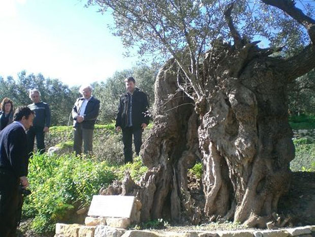 Στην Κρήτη τα αρχαιότερα δένδρα στον κόσμο!- Ελιές 9.000 ετών που ακόμα βγάζουν καρπούς! (φωτο) - Εικόνα12