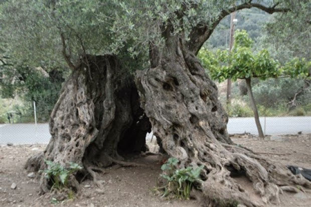 Στην Κρήτη τα αρχαιότερα δένδρα στον κόσμο!- Ελιές 9.000 ετών που ακόμα βγάζουν καρπούς! (φωτο) - Εικόνα4