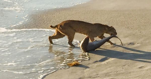 Αγριόγατα έσυρε έξω Καρχαρία σε Παραλία της Φλόριντα.