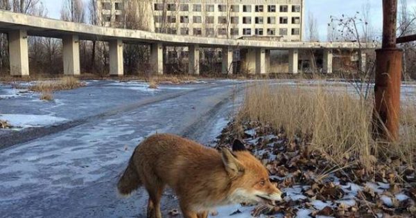 Τα ζώα του Chernobyl...