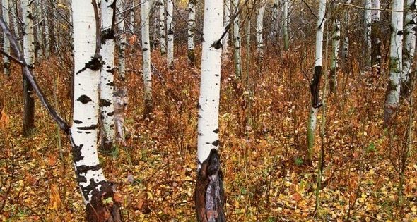 Εσείς πόσο εύκολα εντοπίσατε τα άγρια ζώα, που φωτογράφισε ο Wolfe, στις παρακάτω φωτογραφίες;