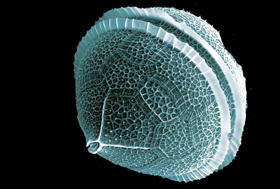 Η "εξωπραγματική" ομορφιά του πλανγκτόν κάτω από το μικροσκόπιο