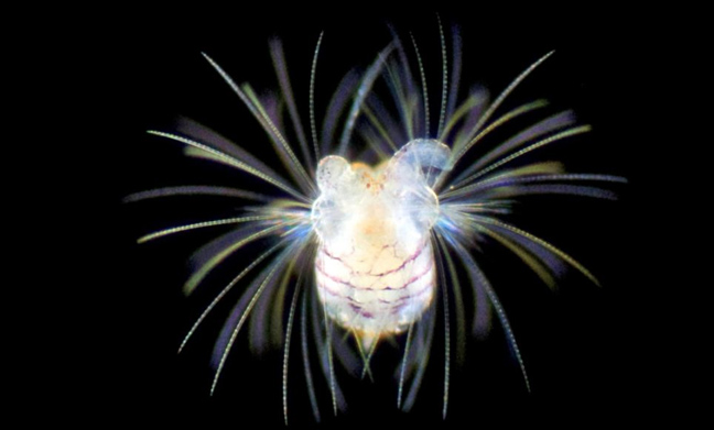 Η "εξωπραγματική" ομορφιά του πλανγκτόν κάτω από το μικροσκόπιο